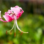Pracht - Lilie (Lilium speciosum)