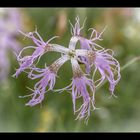 Pracht-Nelke (Dianthus superbus)