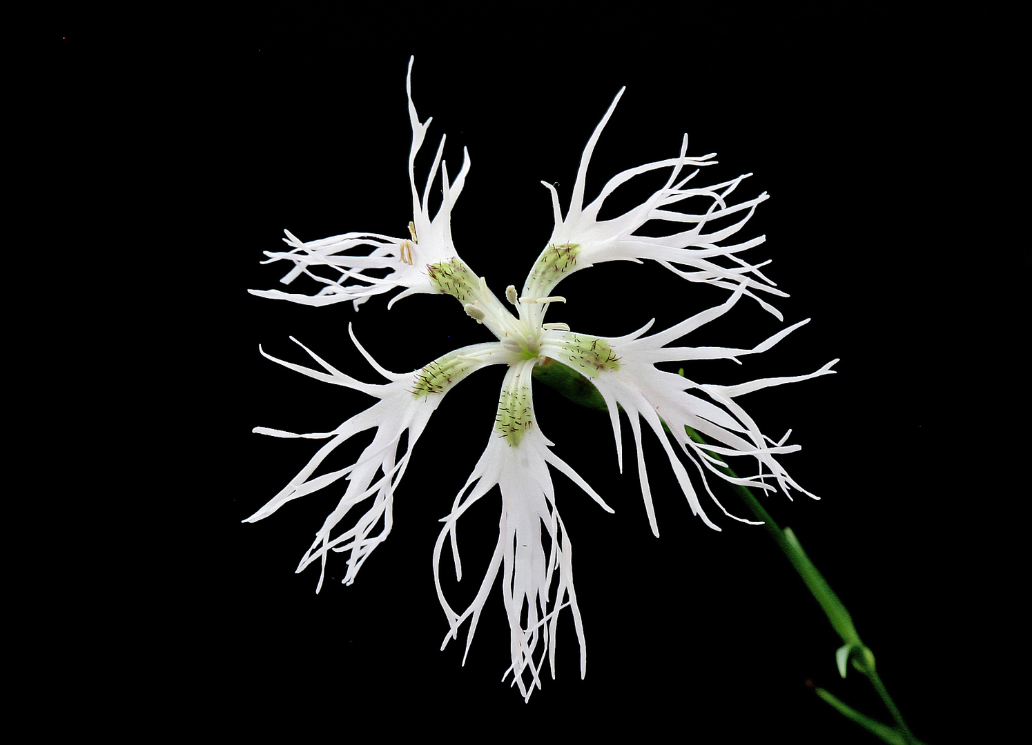 Pracht-Nelke (Dianthus superbus)