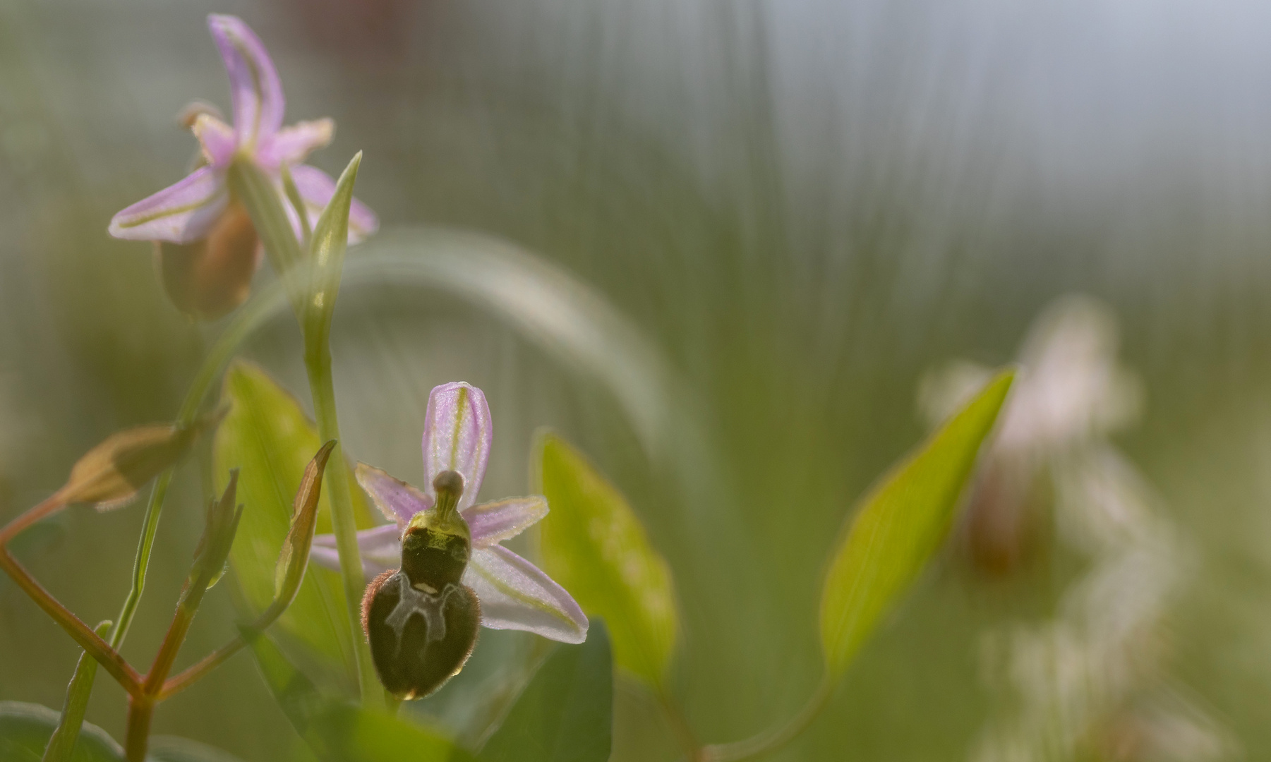 Pracht-Ragwurz (Ophrys splendida)