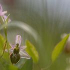 Pracht-Ragwurz (Ophrys splendida)
