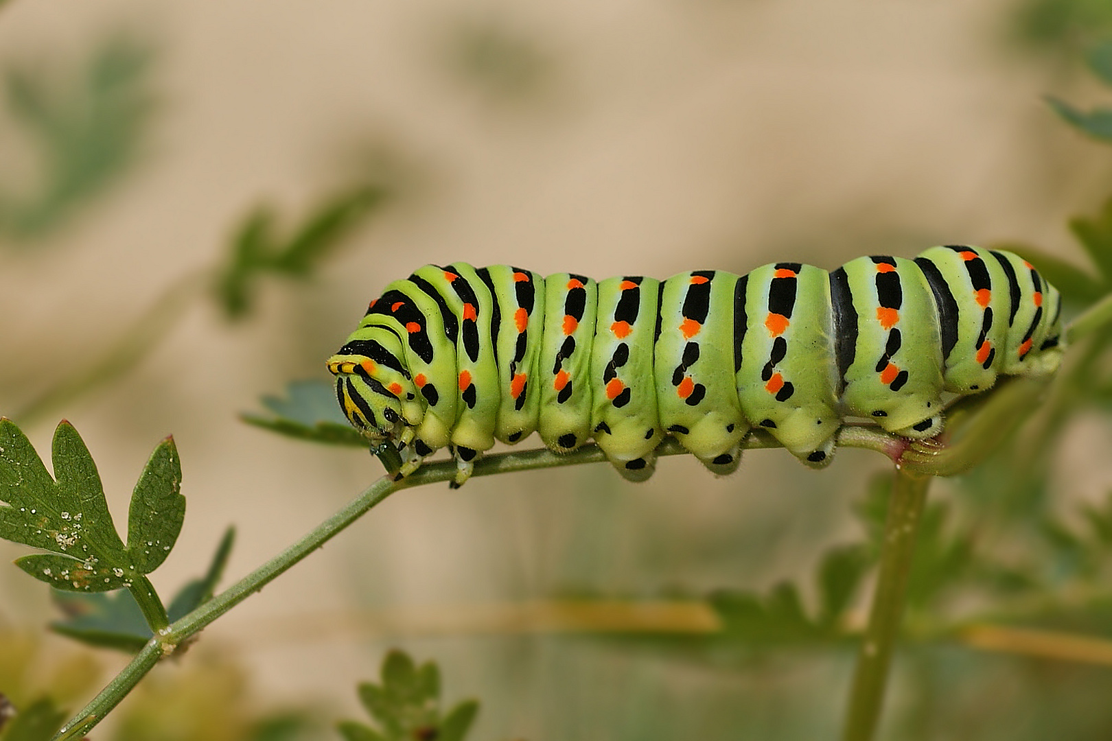 Pracht-Raupe des Schwalbenschwanz (Papilio machaon)