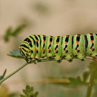 Pracht-Raupe des Schwalbenschwanz (Papilio machaon)