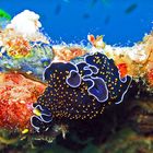 Pracht Strudelwurm an Korallenriff - Farben auch unter Wasser!