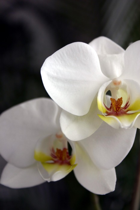 Pracht von Orchidee (3)