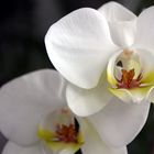 Pracht von Orchidee (3)