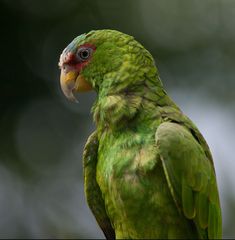 Prachtamazone (Amazona pretrei)