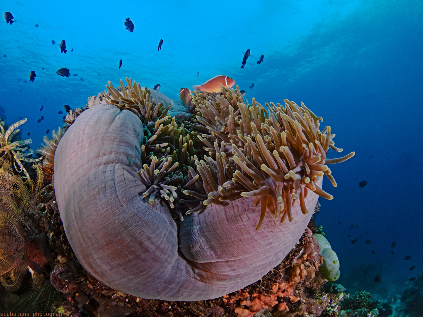 Prachtanemone Foto & Bild asien, natur, tiere Bilder auf