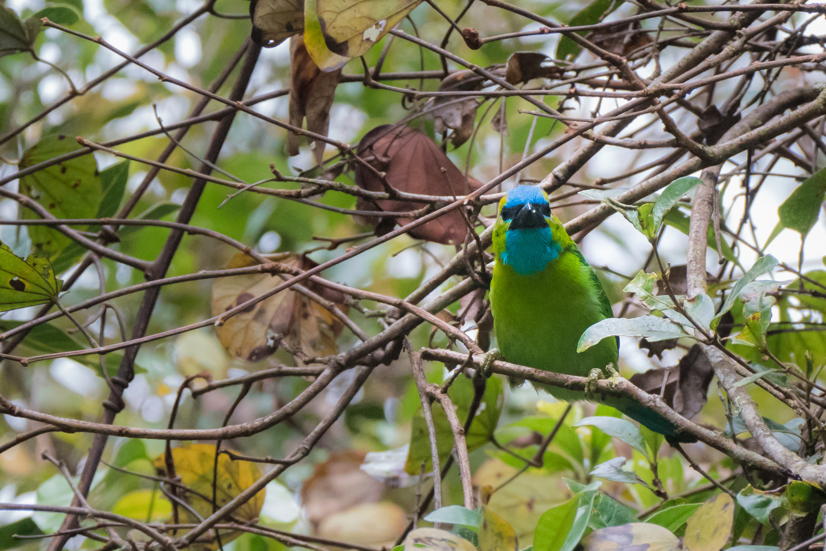 Prachtbartvogel