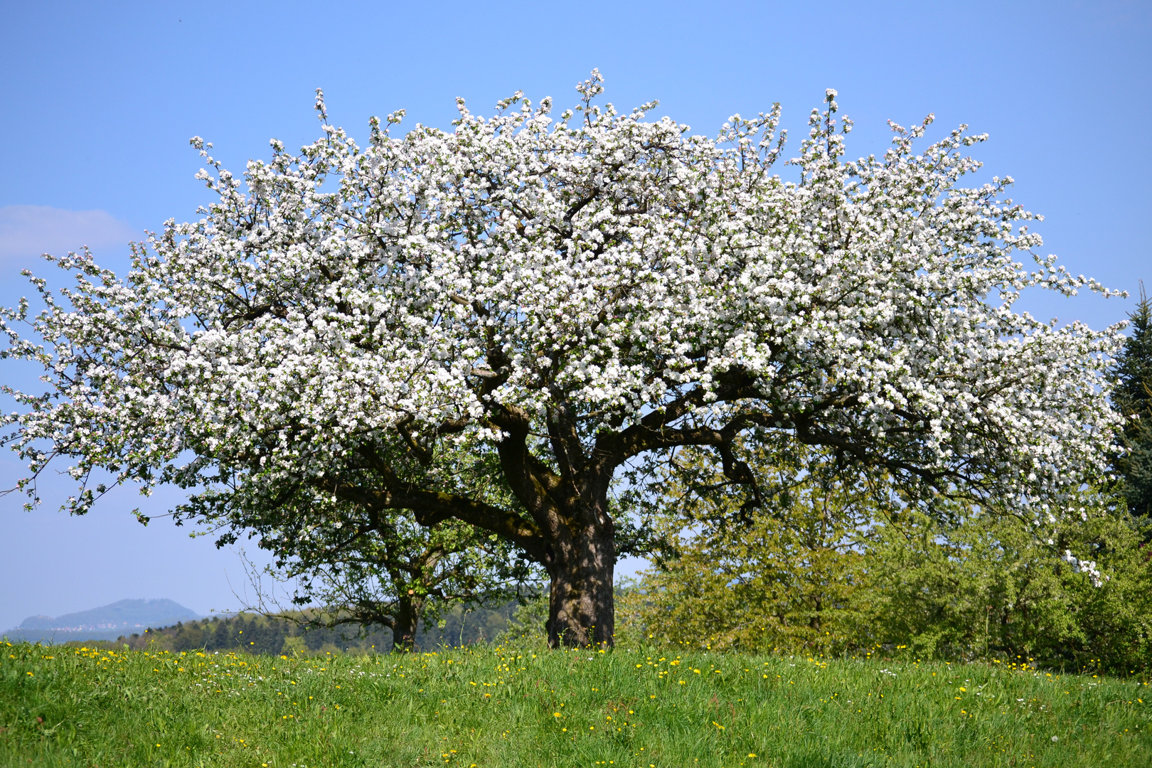 Prachtblüte