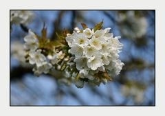 *pracht.blüten*