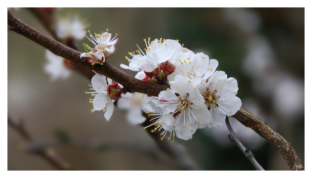 Prachtblüten