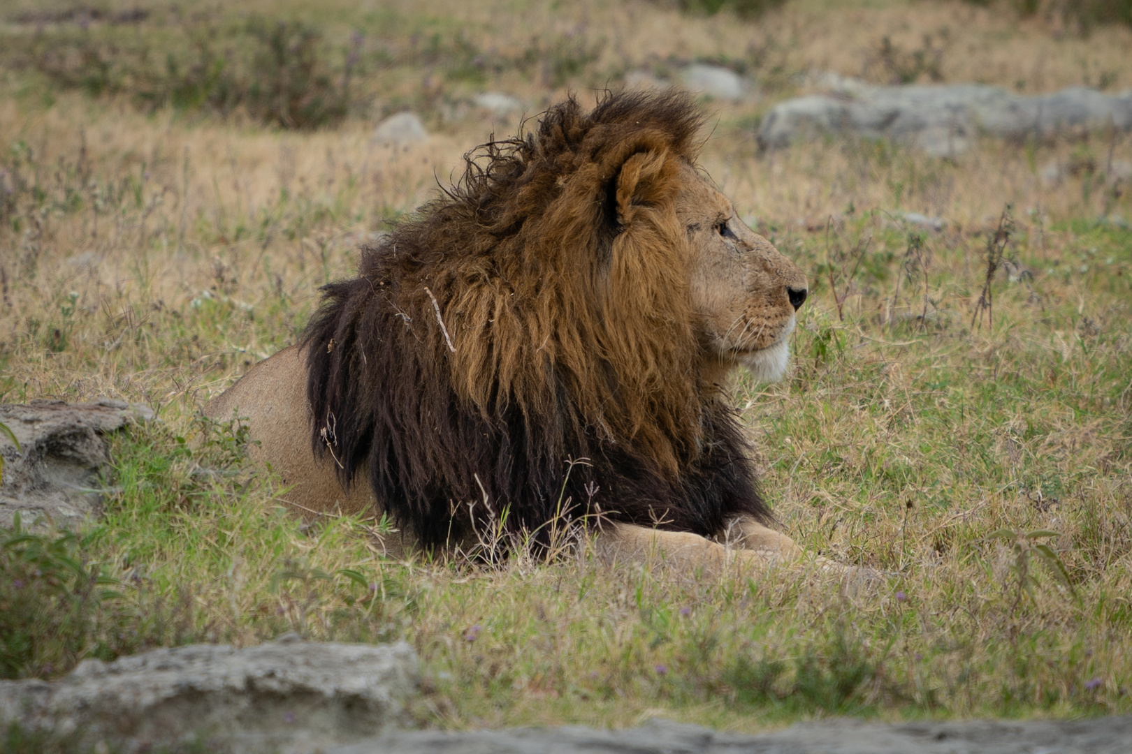 Prachtbursche im Ngorongoro Krater