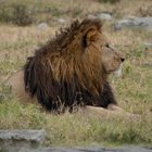 Prachtbursche im Ngorongoro Krater