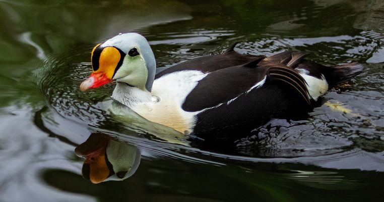 Prachteiderente Spiegelbild 001