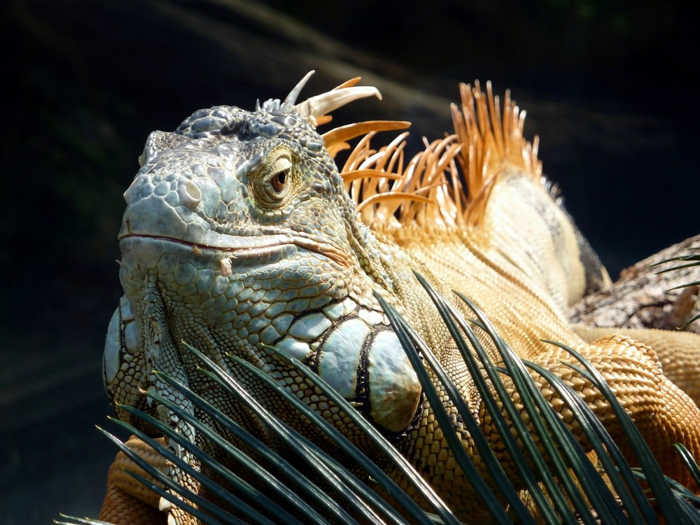 Prachtexemplar eines Leguans im Tierpark Hellabrunn