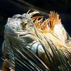 Prachtexemplar eines Leguans im Tierpark Hellabrunn