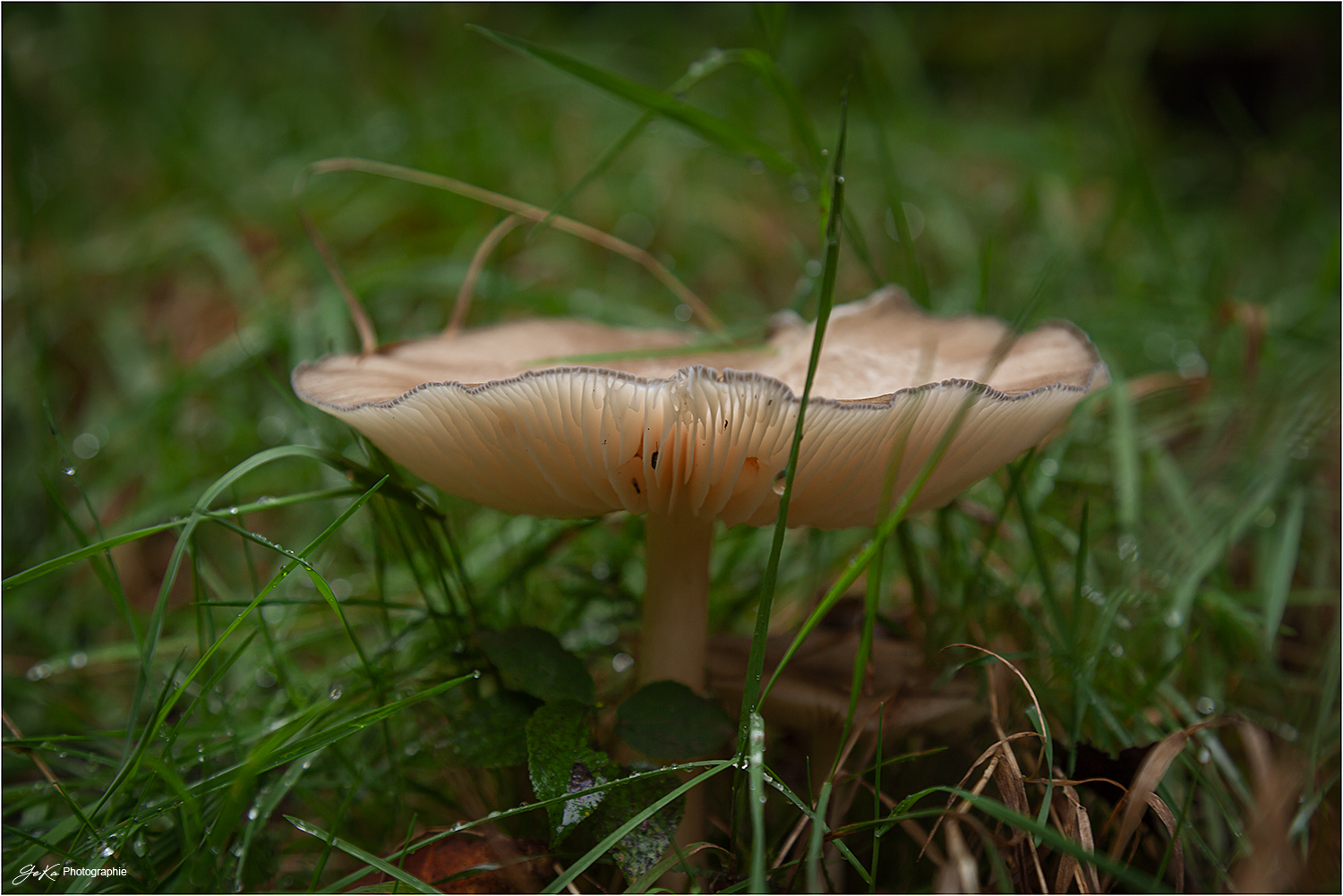 Prachtexemplar im Regen