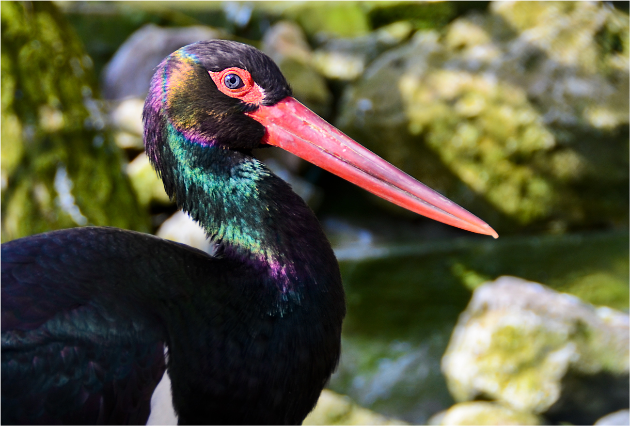 PRACHTFARBEN DER NATUR-SCHWARZSTORCHPORTRAIT