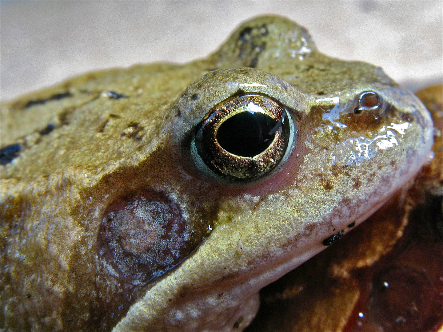 Prachtfarben des Männchens eines Grasfrosches (Rana temporaria)