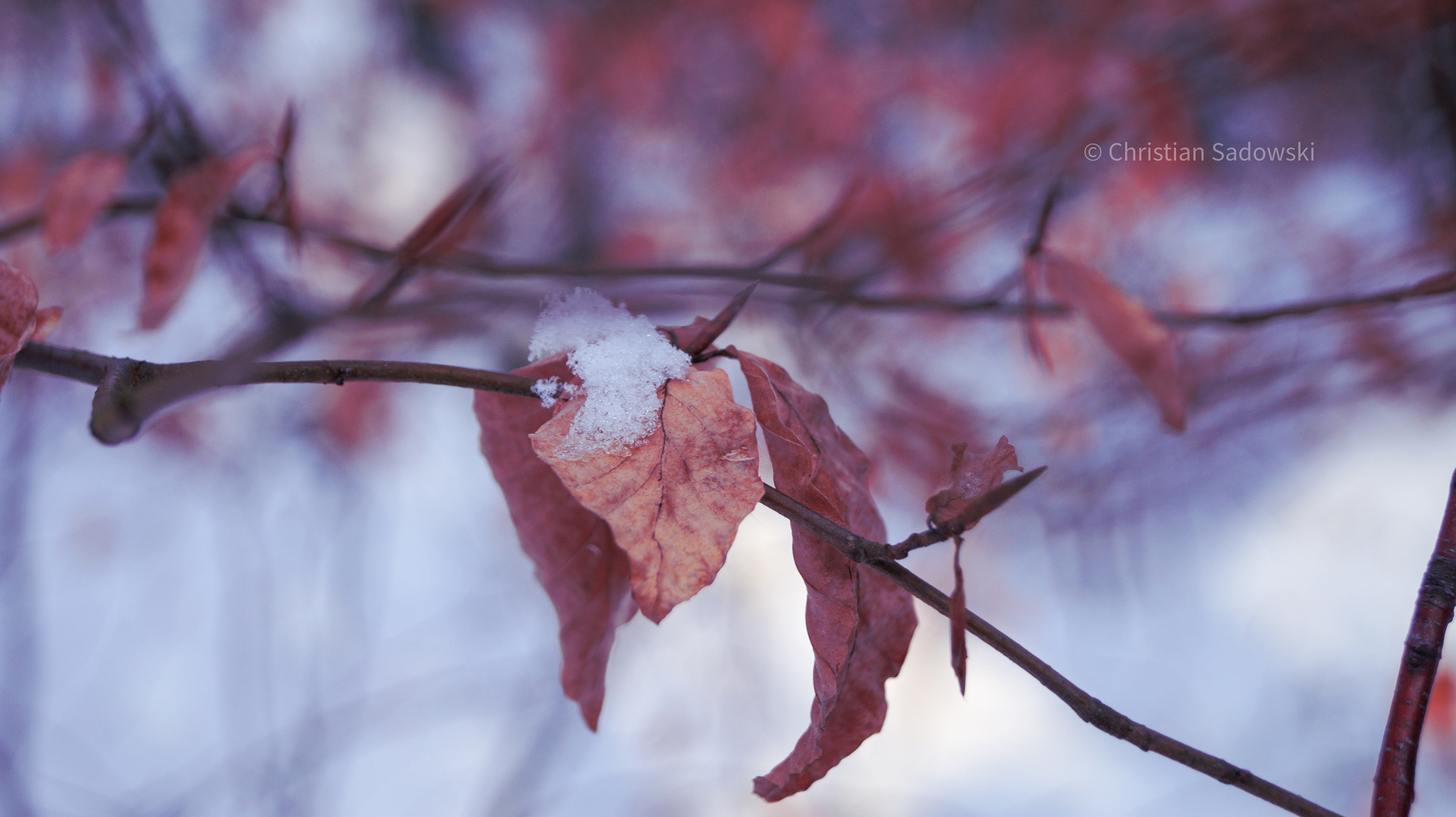 Prachtfarben im Winterwald