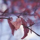 Prachtfarben im Winterwald