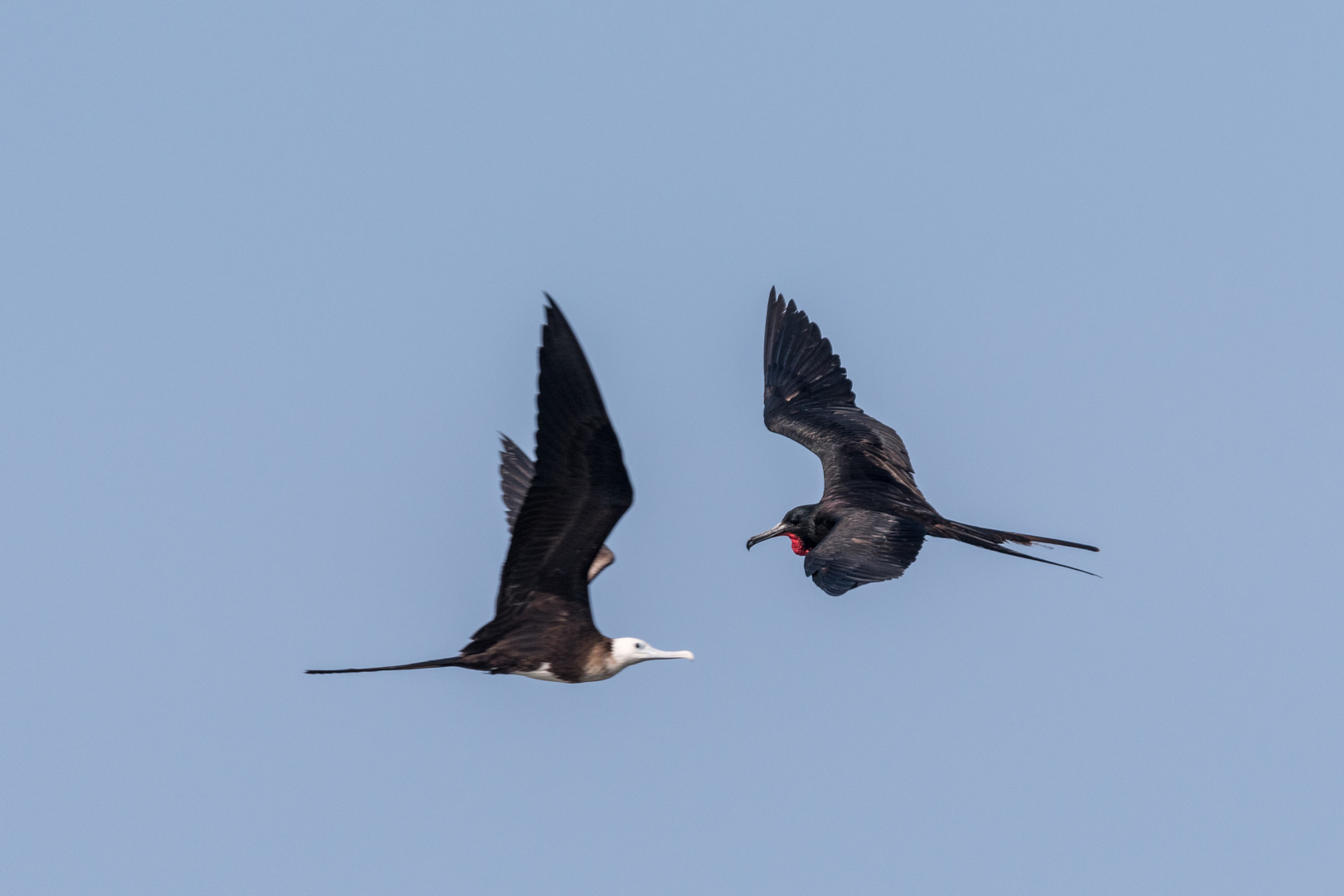 Prachtfregattvögel und Bidenfregattvögel