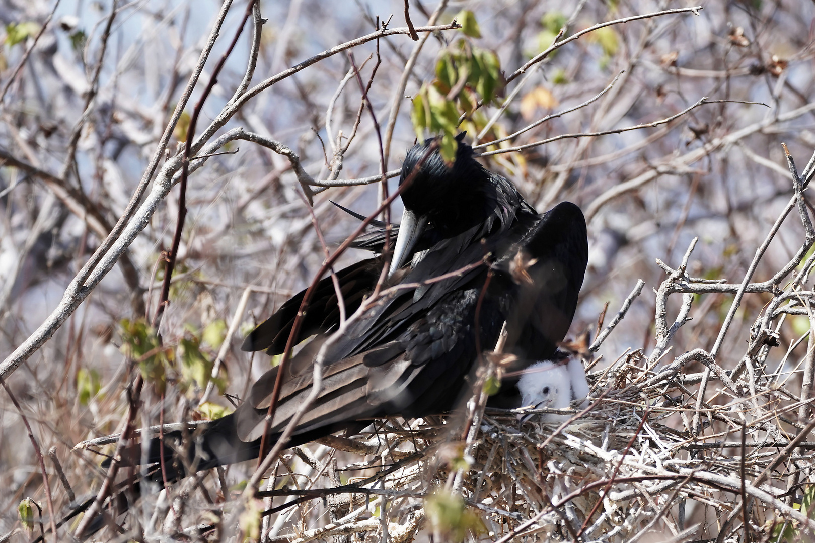 Prachtfregattvogel