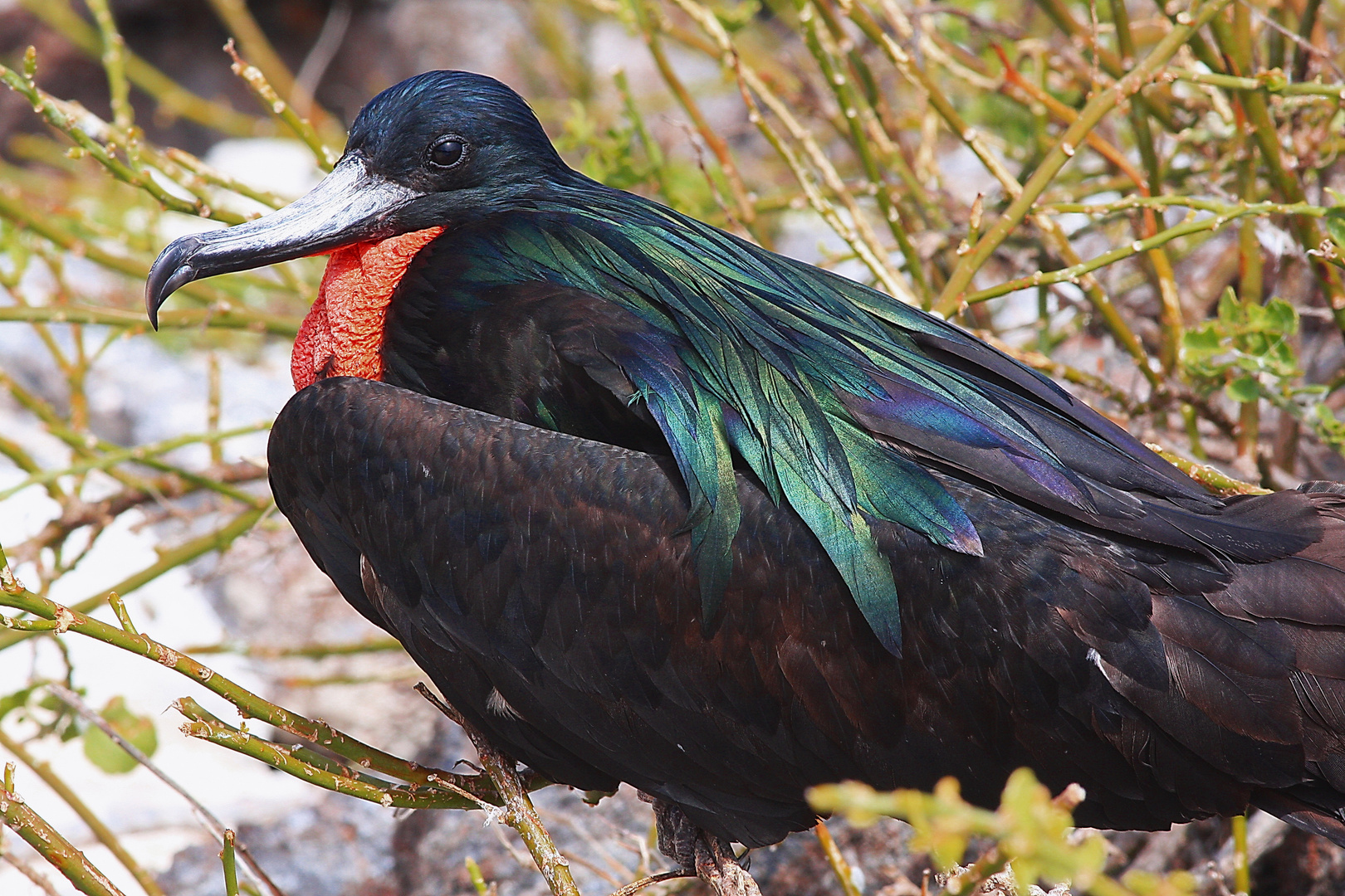 Prachtfregattvogel