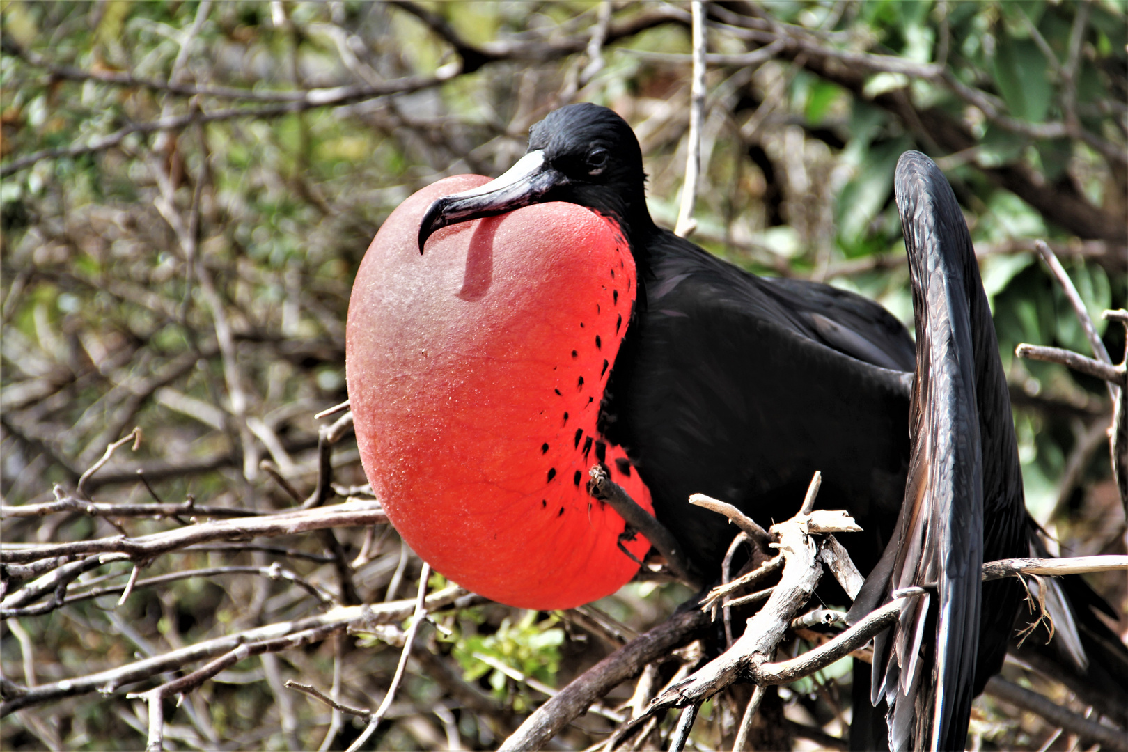 Prachtfregattvogel