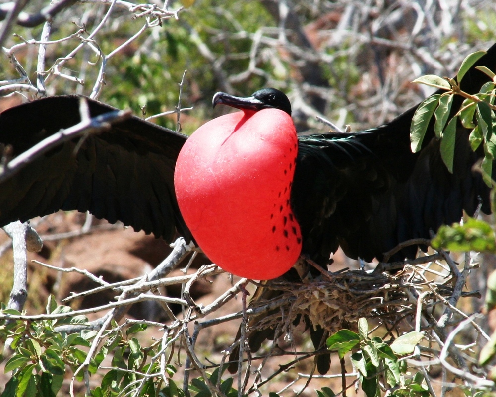 Prachtfregattvogel