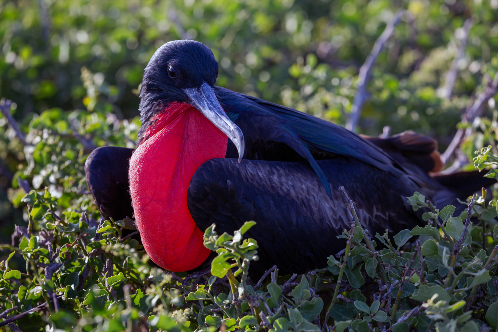 Prachtfregattvogel