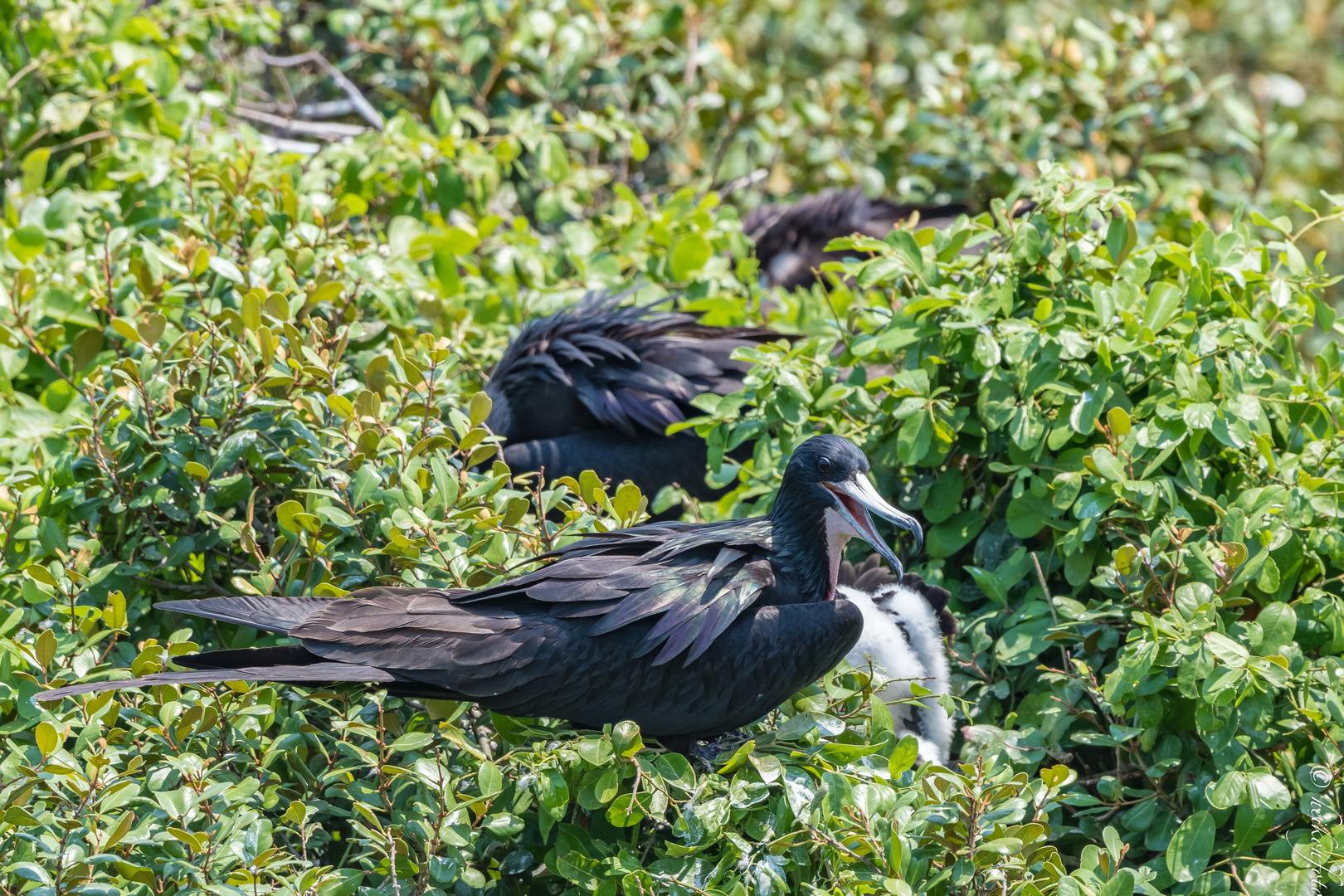 Prachtfregattvogel am Nest