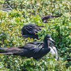 Prachtfregattvogel am Nest