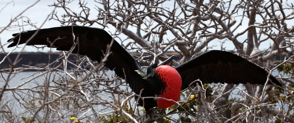 Prachtfregattvogel