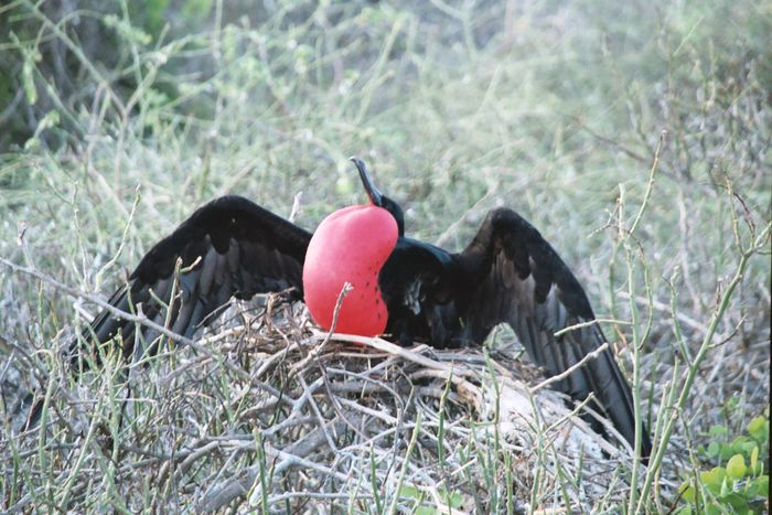 Prachtfregattvogel