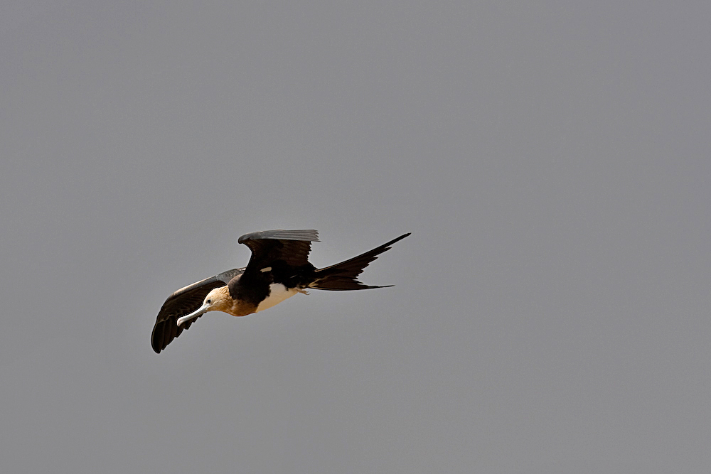 Prachtfregattvogel