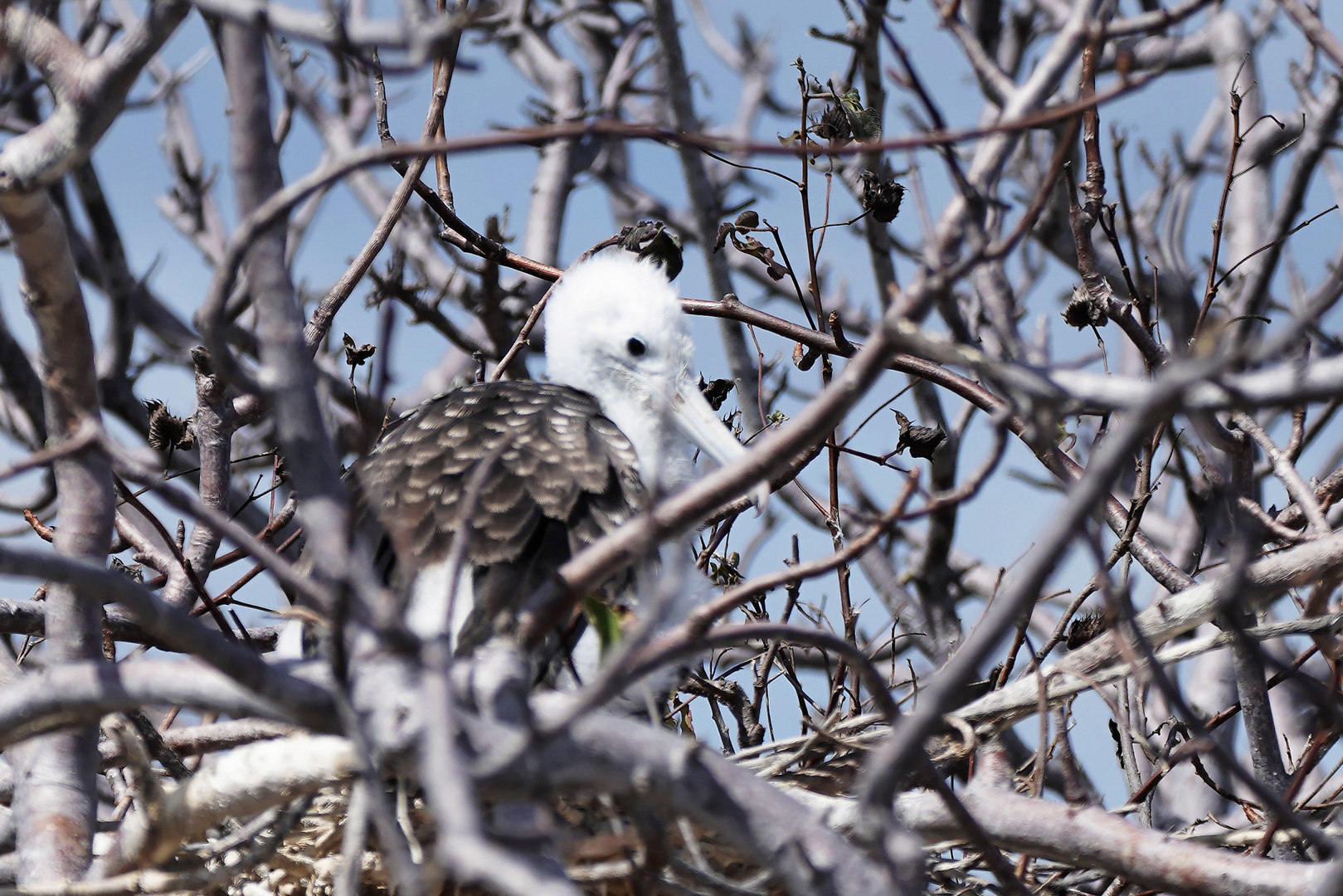 Prachtfregattvogel Jungvogel 