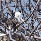 Prachtfregattvogel Jungvogel 