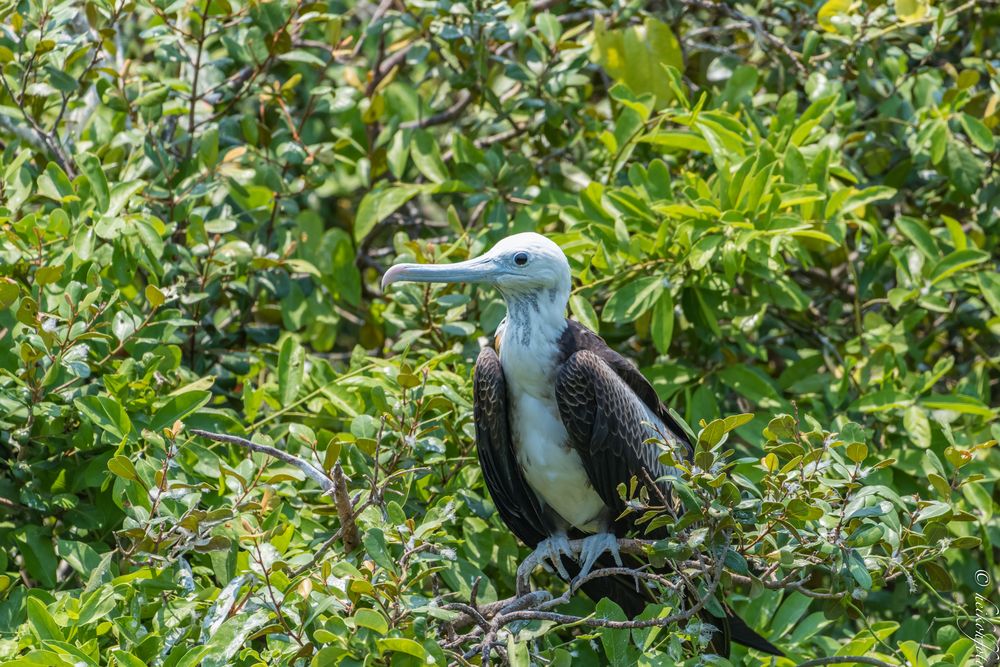  Prachtfregattvogel Jungvogel