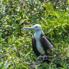  Prachtfregattvogel Jungvogel