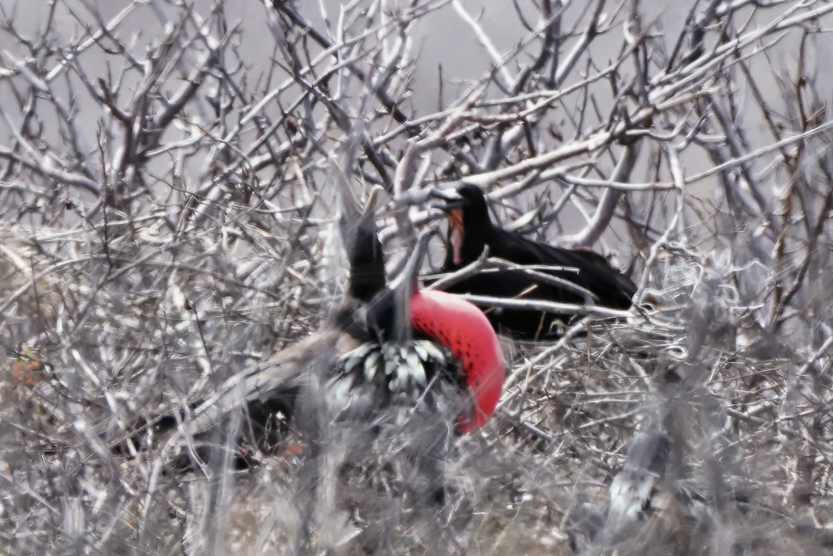 Prachtfregattvogel Männchen