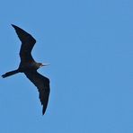 Prachtfregattvogel - Magnificent Frigatebird (Fregata magnificens) Männchen