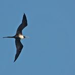 Prachtfregattvogel - Magnificent Frigatebird (Fregata magnificens) Weibchen