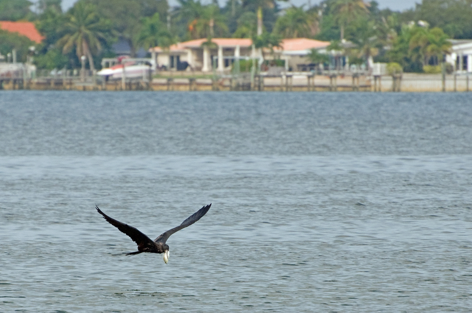 Prachtfregattvogel mit erbeutetem Fisch