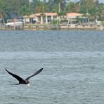 Prachtfregattvogel mit erbeutetem Fisch