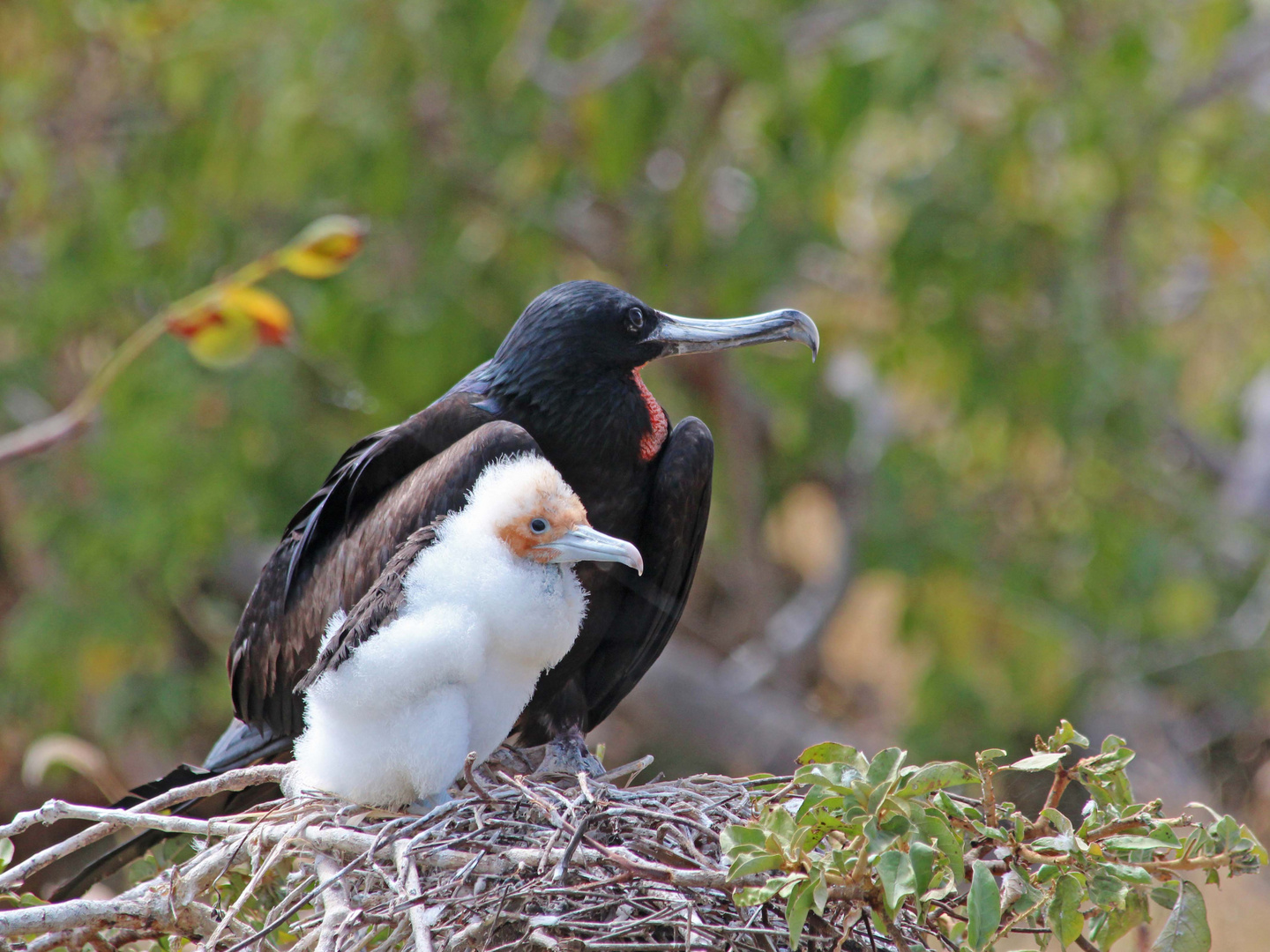 Prachtfregattvogel mit Jungem