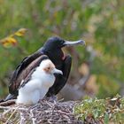 Prachtfregattvogel mit Jungem