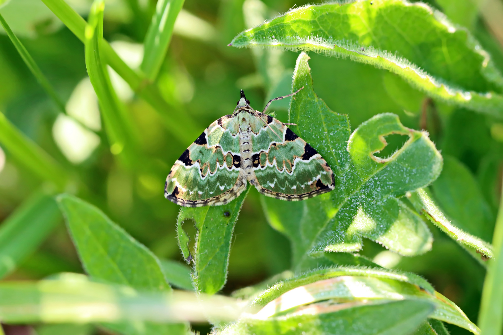 Prachtgrüne Bindenspanner-Colostygia pectinataria