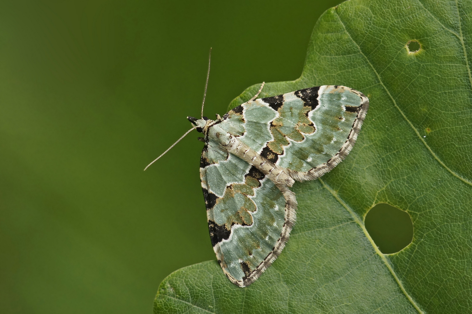 Prachtgrüner Bindenspanner (Colostygia pectinataria)